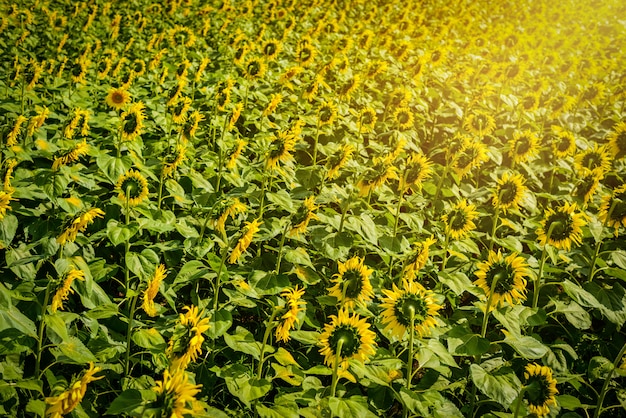 Beau champ de tournesol