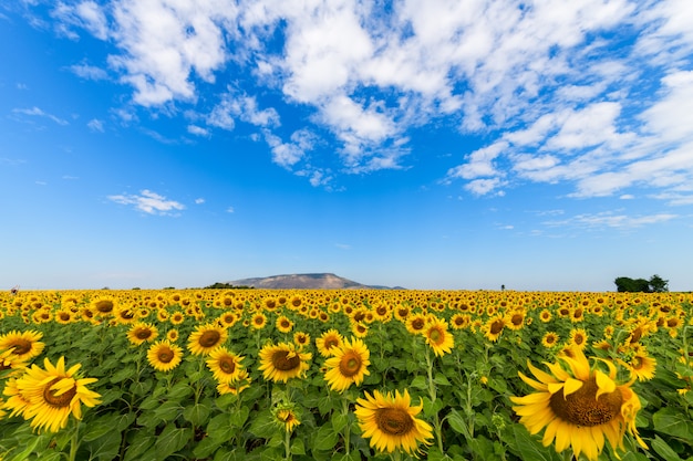 Photo beau champ de tournesols en été avec un ciel bleu