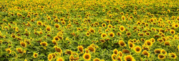 Beau champ de tournesols en fleurs contre la lumière dorée du coucher du soleil et l'arrière-plan flou