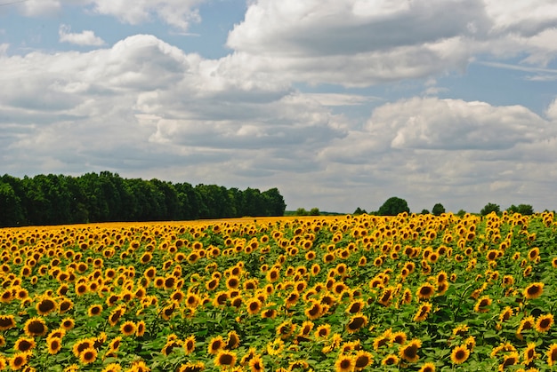 Beau champ de tournesols en fleurs en été