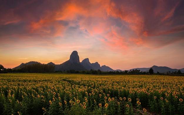 Beau champ de tournesols à l'heure du coucher du soleil à Lop buri, Thaïlande