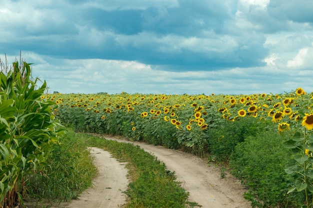 Beau champ de tournesols jaunes sur fond de ciel bleu avec des nuages