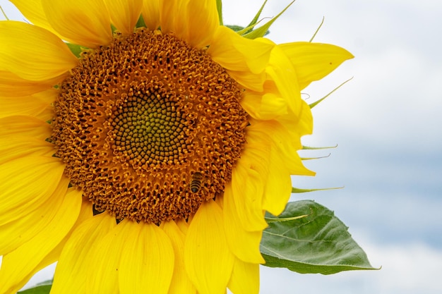 Beau champ de tournesols jaunes sur fond de ciel bleu avec des nuages