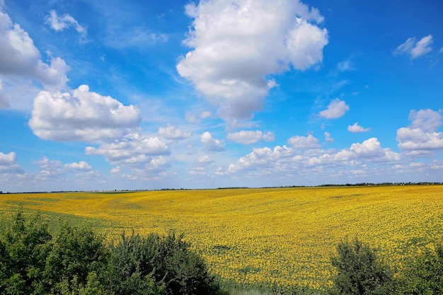 Un beau champ de tournesols. Tournesols pré en fleurs jaune vif contre un ciel bleu avec des nuages. Paysage d'été ensoleillé. Fond naturel.