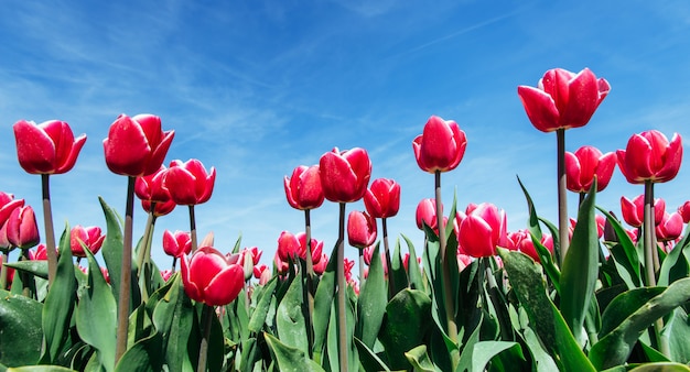 Beau champ de tulipes aux Pays-Bas