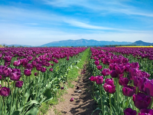 beau champ de tulipes en fleurs dans un champ parmi les montagnes de la banlieue de Seattle