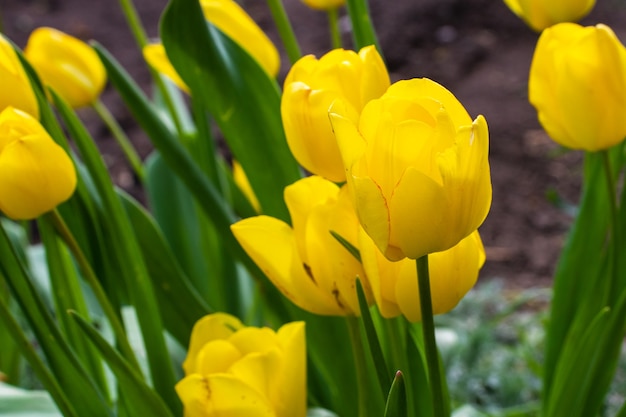 Beau champ de tulipes jaunes