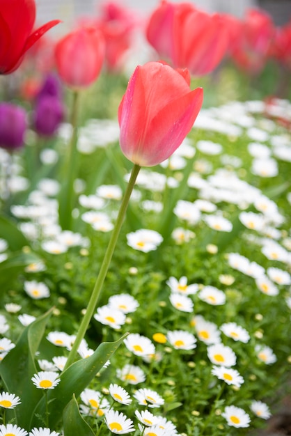 Beau champ de tulipes et lumière du soleil en été