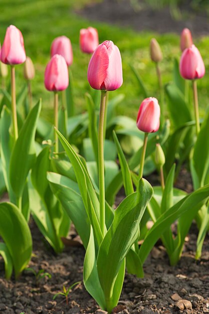 Beau champ de tulipes roses au printemps fond floral de pâques