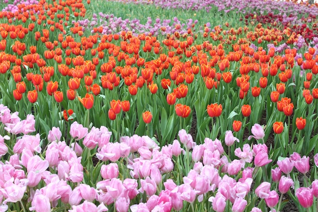 Beau champ de tulipes