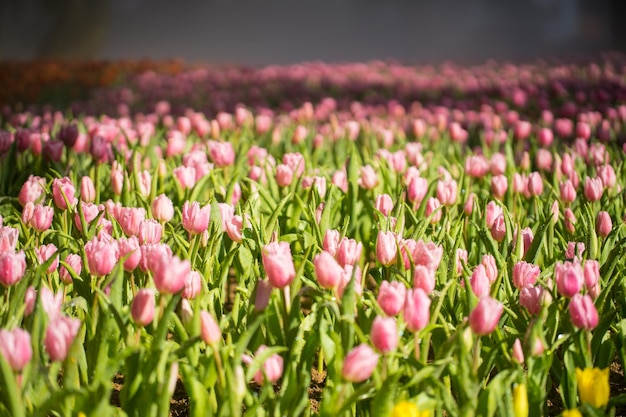 Beau champ de tulipes