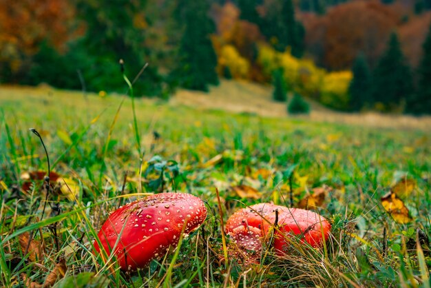 Beau champignon Amanita dans un pré dans une forêt dense dans les Carpates