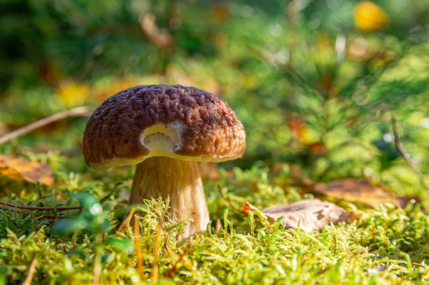 Beau Champignon Blanc Au Soleil Du Matin