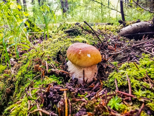 Le beau champignon blanc pousse dans la forêt au soleil