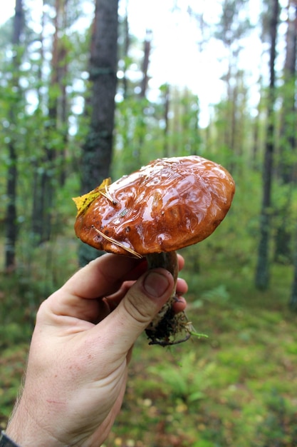 Beau champignon de Boletus badius dans la main humaine