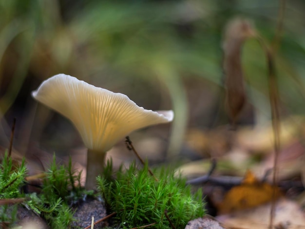 Un beau champignon lumineux un bavard aux pieds de mace qui pousse dans la forêt