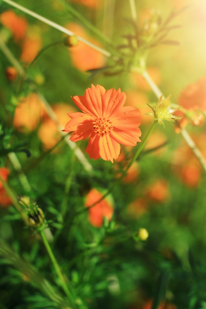 Beau champs de fleurs Cosmos Sulphur ou Yellow Cosmos au soleil