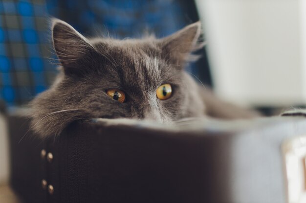 Beau chat allongé sur le sac de voyage.