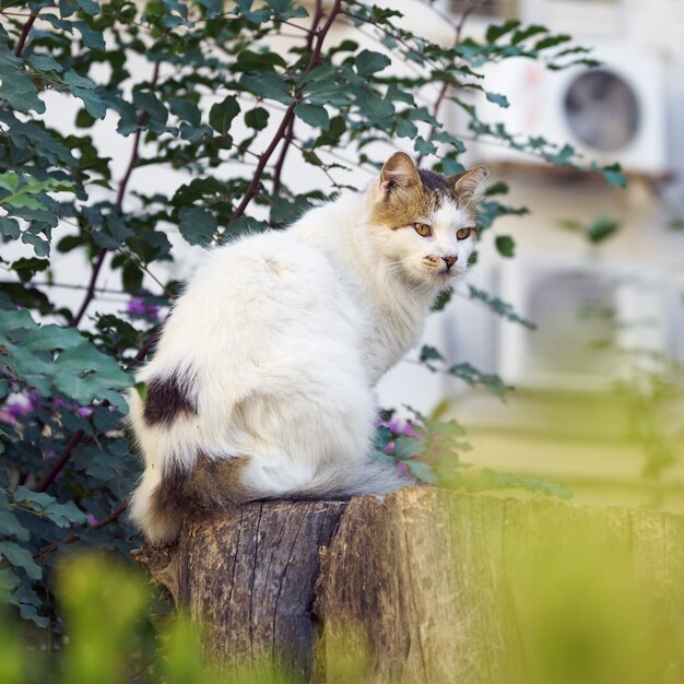 Beau chat assis sur un arbre