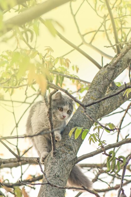 Beau chat assis sur un arbre