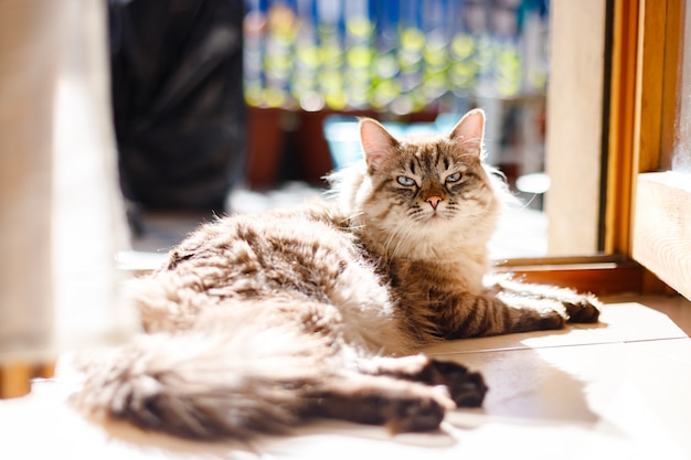 Beau chat aux cheveux longs aux yeux bleus assis sur un balcon et ayant le soleil