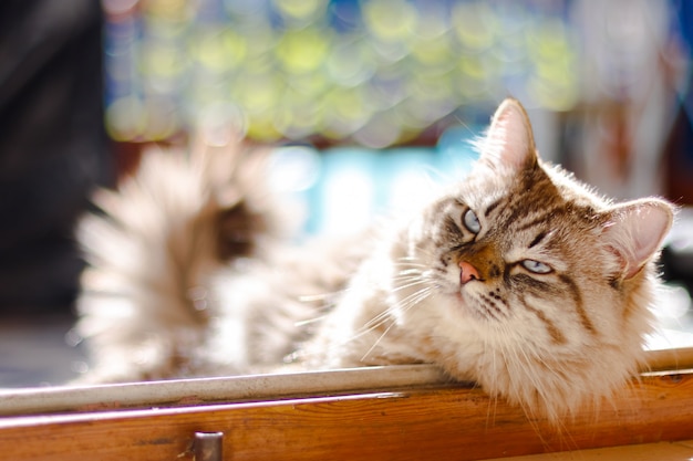 Beau chat aux cheveux longs aux yeux bleus assis sur un balcon et ayant le soleil