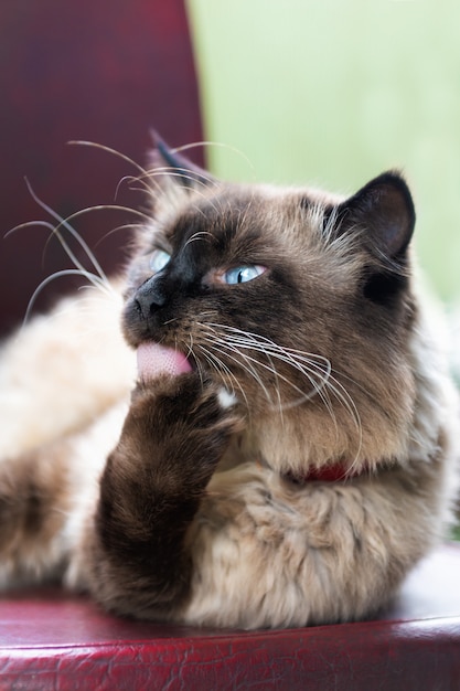 Beau chat aux yeux bleus est assis sur une chaise.