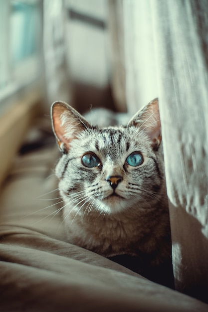 Beau chat aux yeux bleus