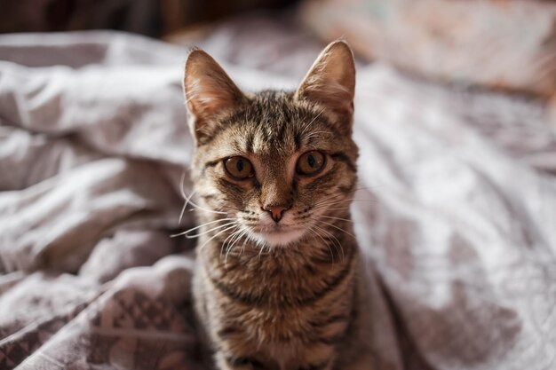 Beau chat aux yeux brillants