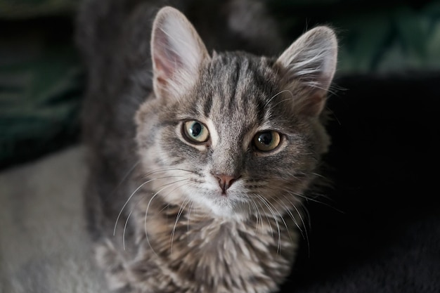 Beau chat aux yeux brillants