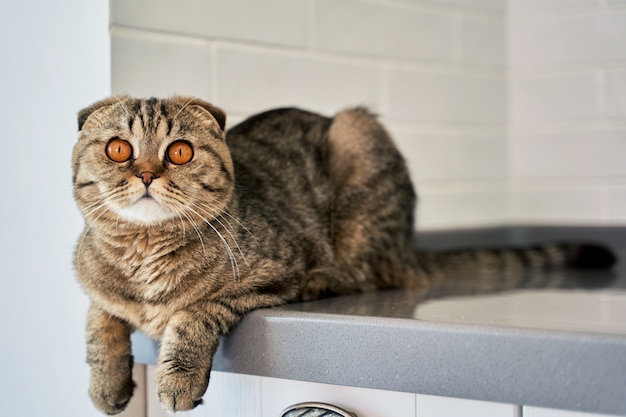 Un beau chat aux yeux jaunes regarde dans le cadre