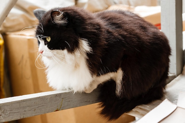 Beau chat aux yeux verts