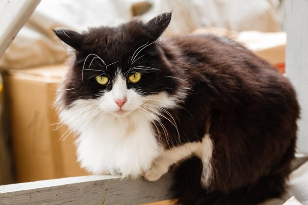 Beau chat aux yeux verts