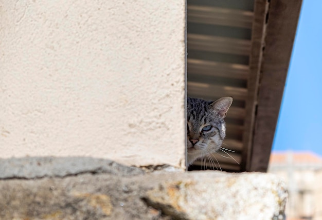 Un beau chat avec de beaux grands yeux bleus caché derrière une colonne nous regarde fixement