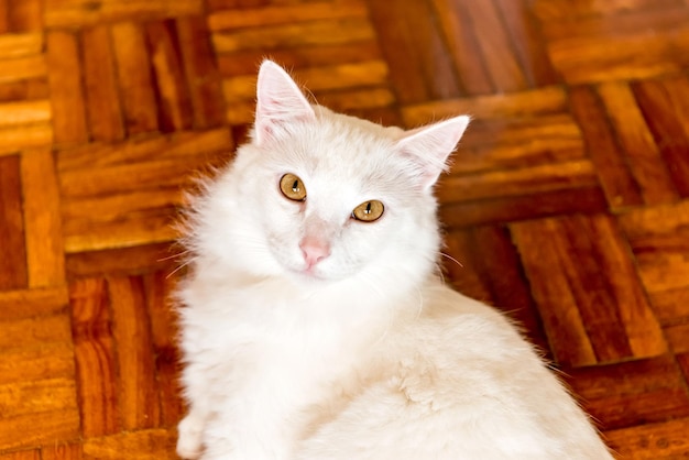 Beau chat blanc allongé sur le parquet