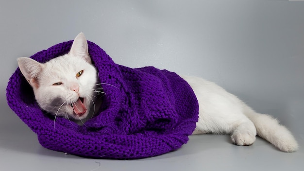 Beau chat blanc enveloppé dans une écharpe tricotée