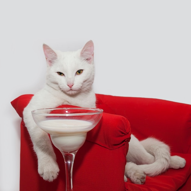 Beau chat blanc est assis dans un fauteuil rouge et boit du lait dans un verre