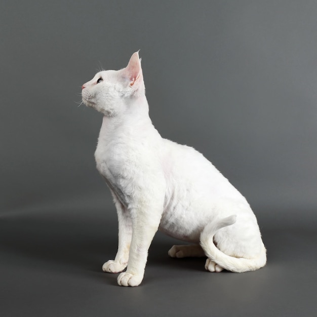 Beau chat blanc sur fond gris