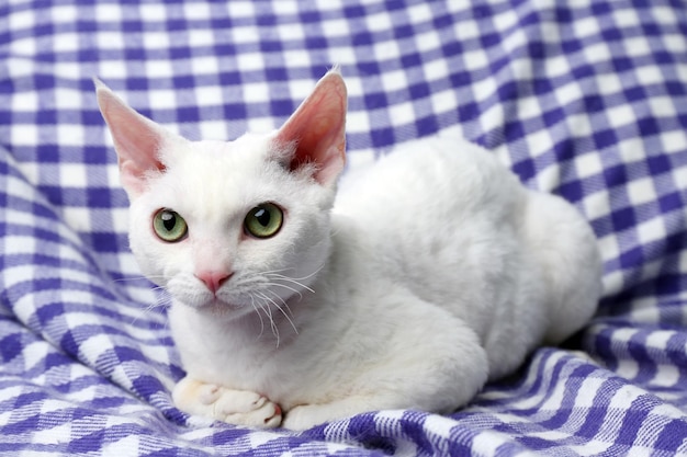 Beau chat blanc sur plaid