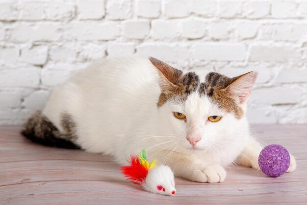 beau chat blanc se trouve avec des jouets en gros plan sur un fond de mur de briques