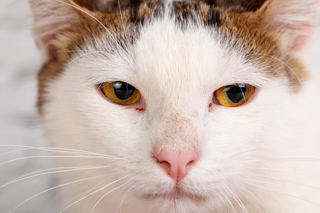 Beau chat blanc se trouve avec des jouets en gros plan