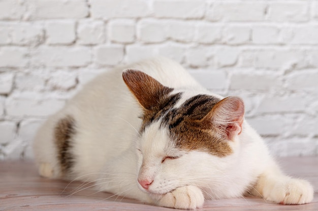 Beau chat blanc se trouve avec des jouets en gros plan