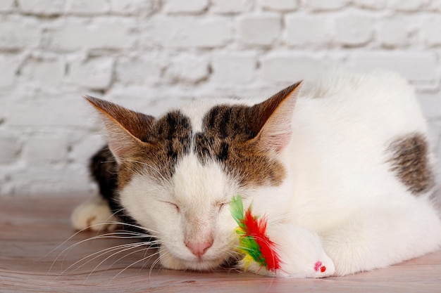 Beau chat blanc se trouve avec des jouets en gros plan