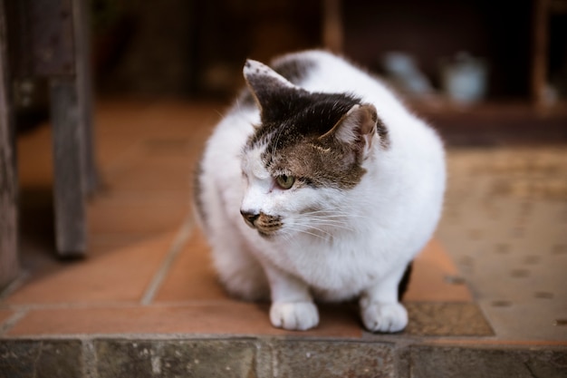 Beau chat blanc