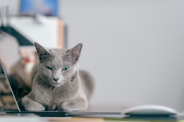 Beau chat bleu russe couché sur un ordinateur portable à l'intérieur de la maison. Chaton paresseux reposant sur un ordinateur portable. Concept de travail.