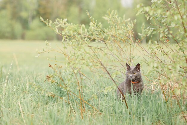 Un beau chat bleu russe se promène sur un prairie vert par une journée ensoleillée de printemps un chat prudent chasse dans la nature