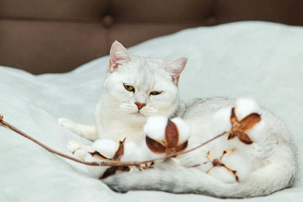 Le beau chat britannique argenté joue avec une branche de coton