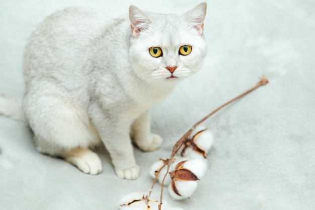 Le beau chat britannique argenté joue avec une branche de coton