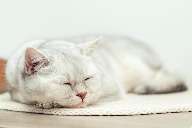 Le beau chat britannique argenté de shorthair dort sur une literie