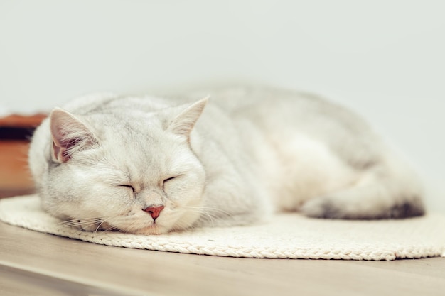 Le beau chat britannique argenté de shorthair dort sur une literie